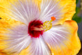 "Yellow Cajun" (Hibiscus)