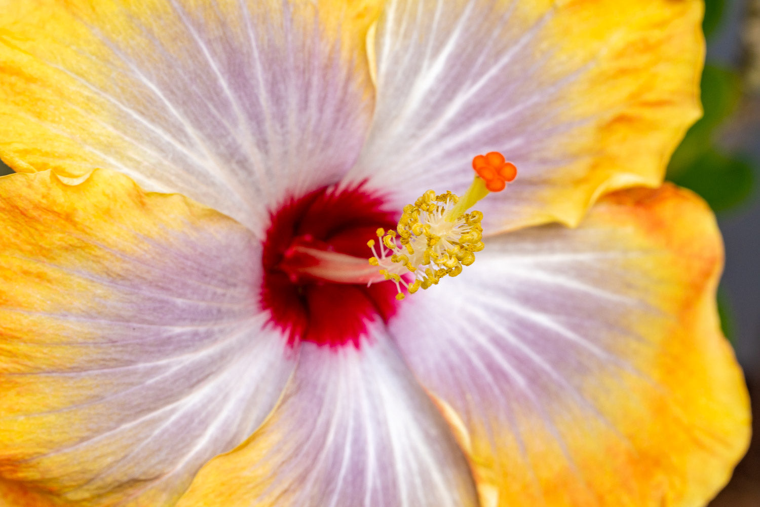 "Yellow Cajun" (Hibiscus)