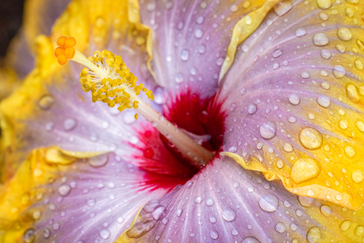 "Yellow Cajun III" (Hibiscus)
