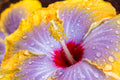 "Yellow Cajun II" (Hibiscus)