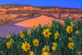 "Yellow Flowers, Pink Dunes" - Corral Pink Sand Dunes State Park, Utah