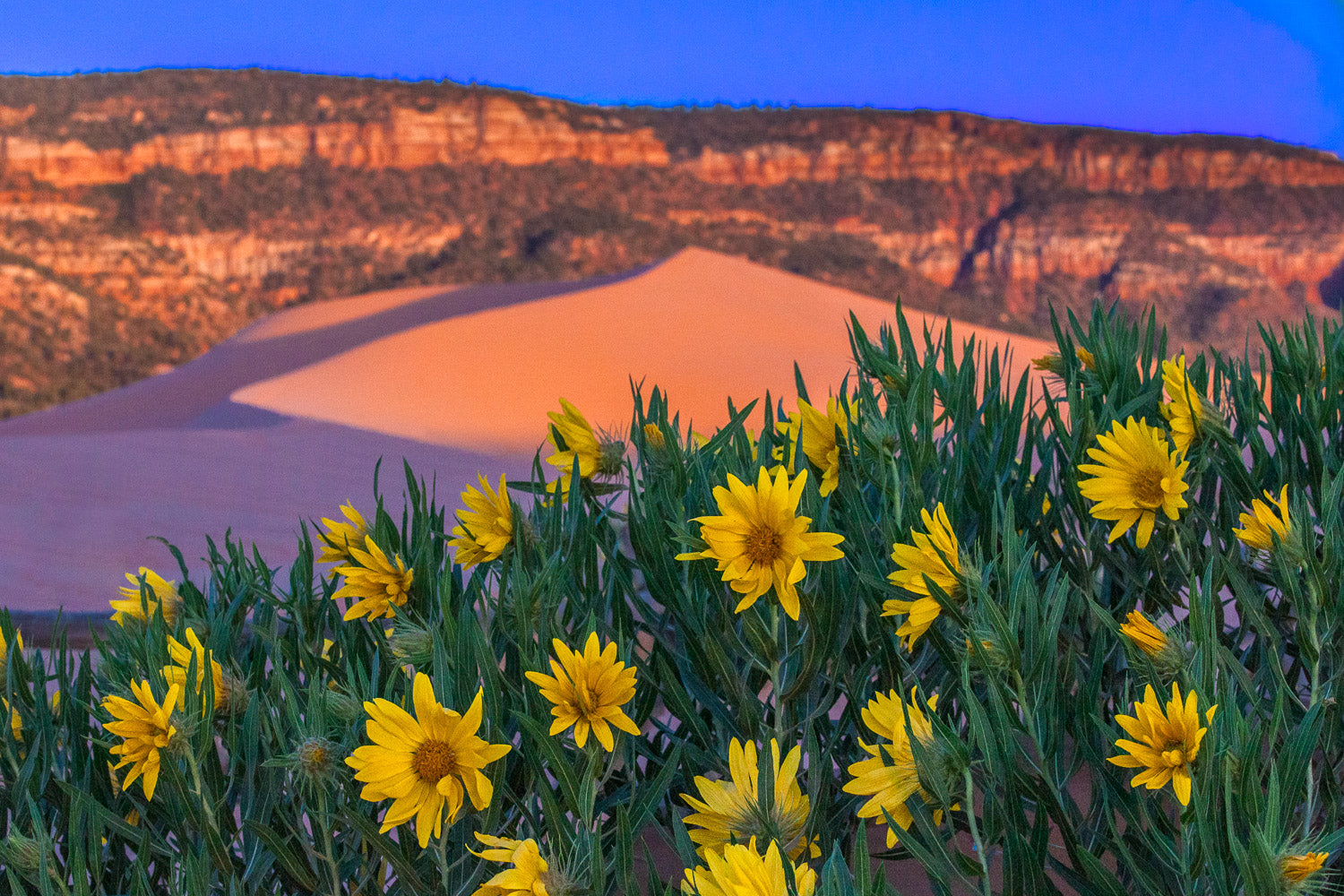 "Yellow Flowers, Pink Dunes" - Corral Pink Sand Dunes State Park, Utah