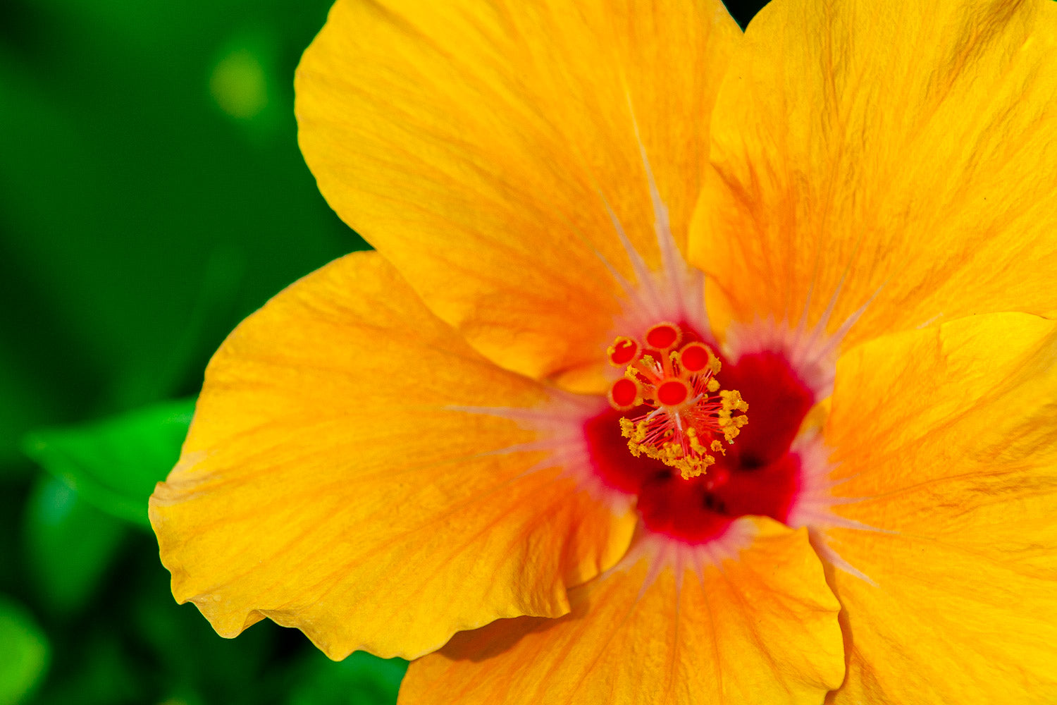 "Yellow Hibiscus" (Hibiscus)