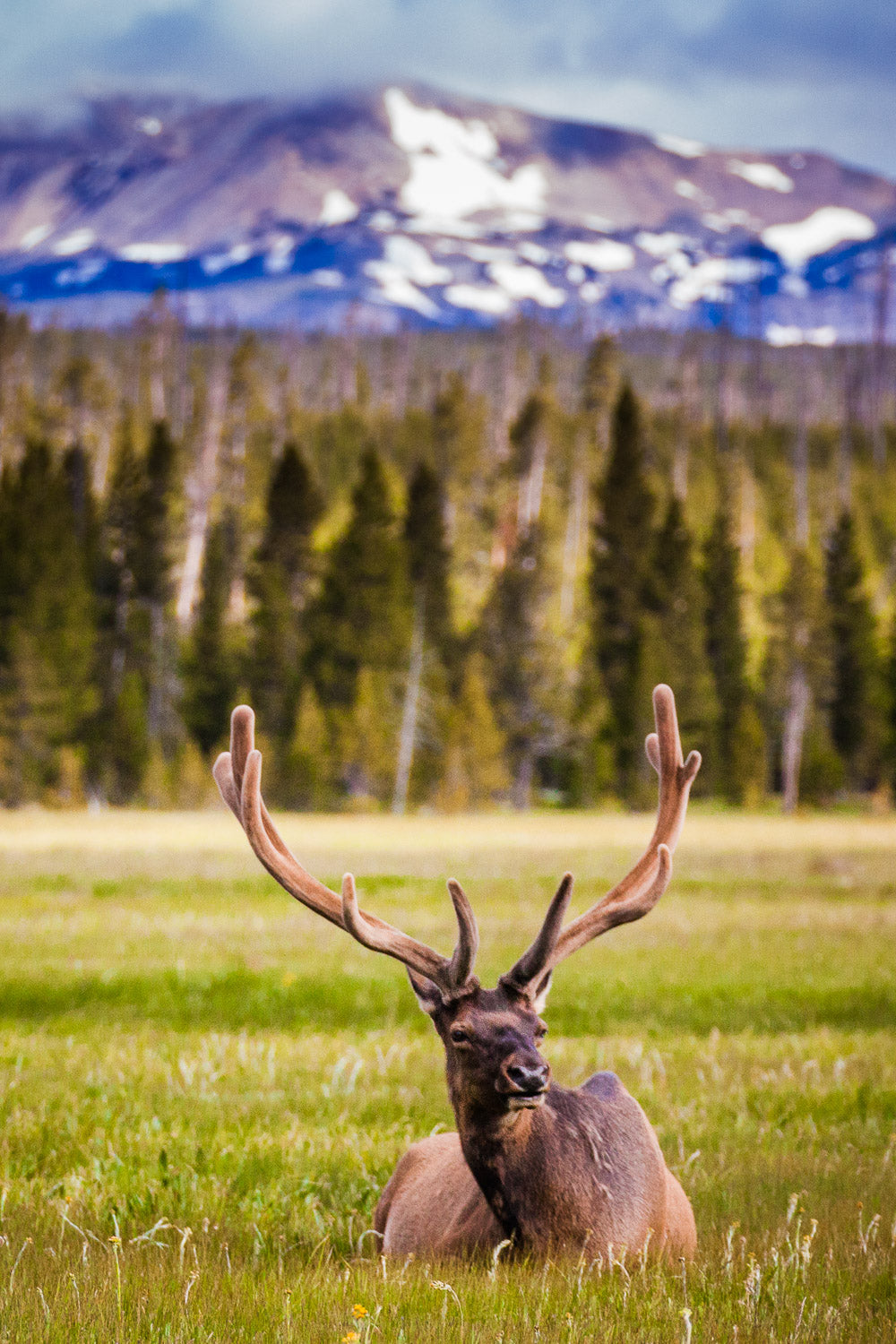 "Yellowstone Elk" - Yellowstone National Park, Wyoming (Elk)