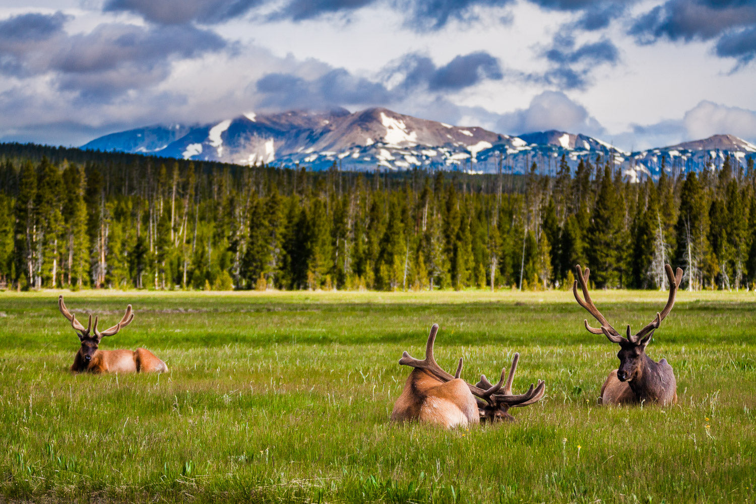 "Yellowstone Forever" - Yellowstone National Park, Wyoming (Elk)